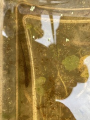 Eurycea quadridigitata