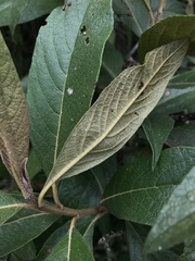 Critoniopsis