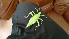 Heteropteryx dilatata
