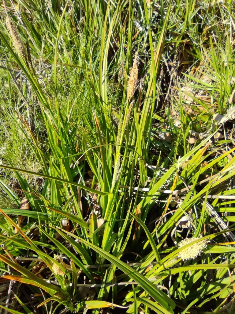 Carex camposii