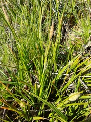 Carex camposii