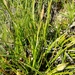 Carex camposii - Photo (c) Santiago Martín-Bravo, some rights reserved (CC BY), uploaded by Santiago Martín-Bravo