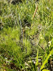 Carex camposii