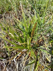 Carex camposii