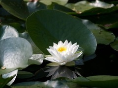 Nymphaea candida