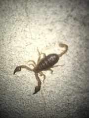 Euscorpius tauricus