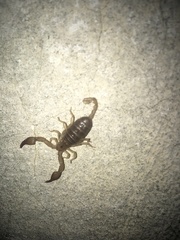 Euscorpius tauricus