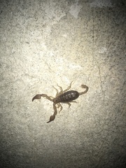 Euscorpius tauricus