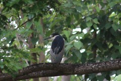 Nycticorax nycticorax