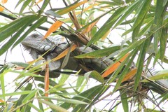 Iguana iguana