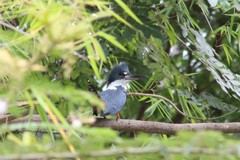 Megaceryle torquata