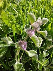 Marrubium supinum