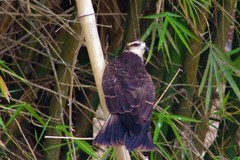 Rostrhamus sociabilis