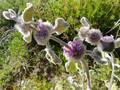 Marrubium supinum