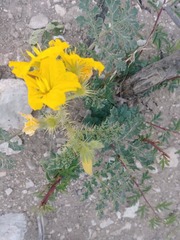 Solanum rostratum