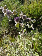 Marrubium supinum