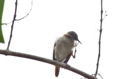 Furnarius leucopus cinnamomeus