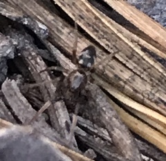 Phrurolithus
