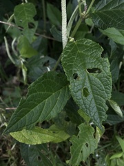 Piperales