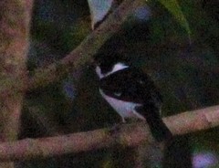 Sporophila corvina