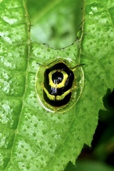 Ischnocodia annulus
