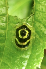 Ischnocodia annulus