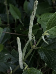Piperales