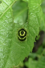 Ischnocodia annulus
