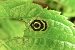Ischnocodia annulus