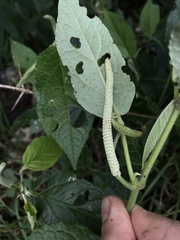 Piperales