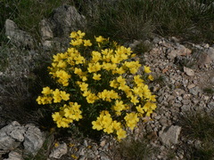 Linum campanulatum
