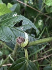 Piperales