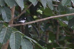Sporophila corvina