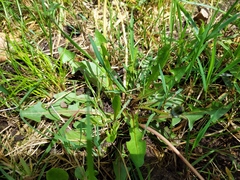 Taraxacum nordstedtii