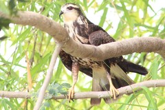 Rostrhamus sociabilis