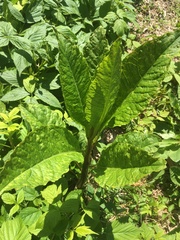 Phytolacca americana
