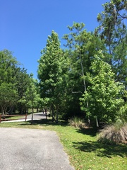 Liquidambar styraciflua image
