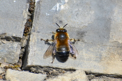 Anthophora retusa