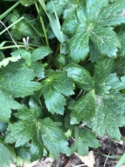 Saniculeae