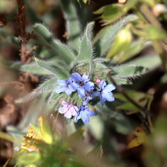 Alkanna strigosa