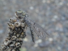 Brachynemurus nebulosus