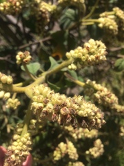 Varronia cylindrostachya