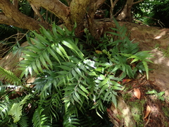 Asplenium scleroprium