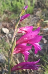 Gladiolus dubius