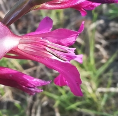 Gladiolus dubius