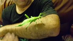 Heteropteryx dilatata
