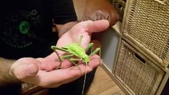 Heteropteryx dilatata