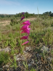 Gladiolus dubius