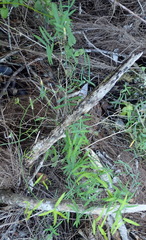 Asparagus volubilis