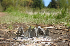 Celastrina asheri